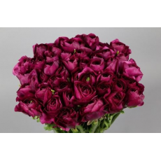 Ranunculus Clooney Sherry
