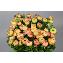 Ranunculus Elegance Salmone Ranunculus Elegance Salmone