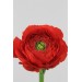 Ranunculus Red