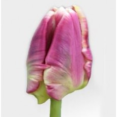 Tulip - PA Rai 