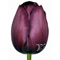 Tulip - Palmyra