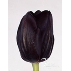 Tulip - Black Jack