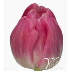 Tulip - De Voqe