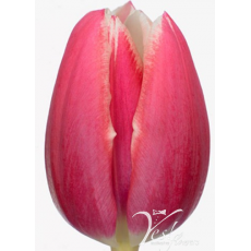 Tulip - Debutante 