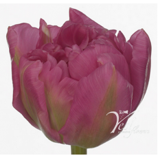 Tulip - Dior