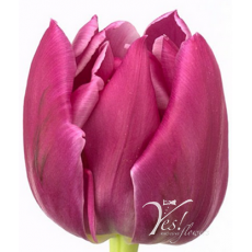 Tulip - Double Princess