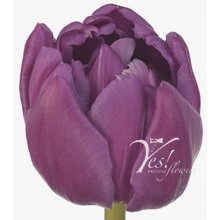 Tulip - Du Double Flag