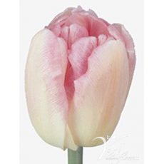 Tulip - Foxtrott Tulip - Foxtrott