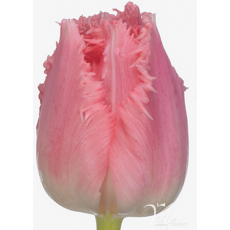 Tulip - FR Cacharel Tulip - FR Cacharel