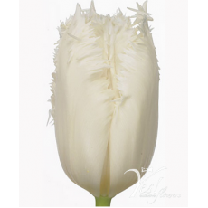 Tulip - FR Cambrige Tulip - FR Cambrige