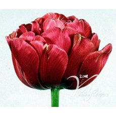 Tulip - Fr Du Renown Unique Tulip - Fr Du Renown Unique