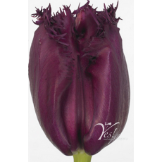 Tulip - FR Gorilla