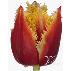 Tulip - FR Highway