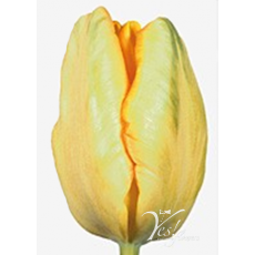 Tulip - PA Apricot Parrot