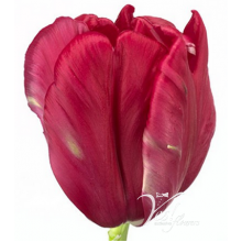 Tulip - PA Cerise Parrot