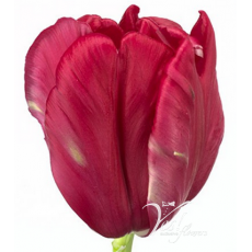 Tulip - PA Cerise Parrot