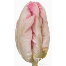 Tulip - PA Elzenburg