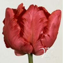 Tulip - PA Erna Lind Green Tulip - PA Erna Lind Green