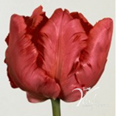 Tulip - PA Erna Lind Green 
