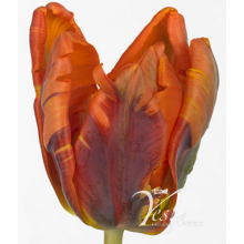 Tulip - PA Prinses Irene Tulip - PA Prinses Irene