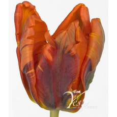 Tulip - PA Prinses Irene 