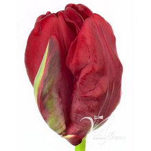 Tulip - PA Topparrot