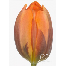 Tulip - Princess Irene