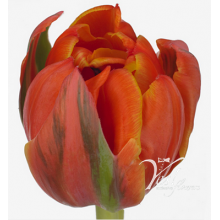 Tulip - Queensday