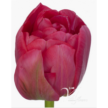 Tulip - San Remo