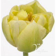 Tulip Verona 32ccm Tulip Verona 32ccm