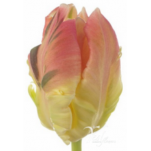 Tulip -PA Parrot Lady