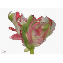 TULIP - PA ESTELLA RIJNVELD