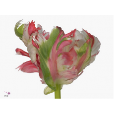 TULIP - PA ESTELLA RIJNVELD