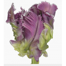 Tulip - PA Mysterious Parrot