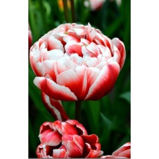 Tulip - Drumline Double 