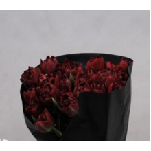 Tulip - Du Perfect Shade (Pioen)