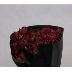 Tulip - Du Perfect Shade (Pioen)