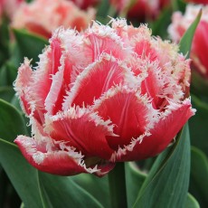Tulip - Queensland 36cm 