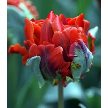 Tulip - Rococo Double