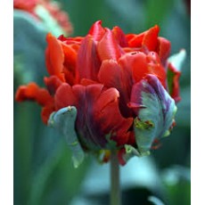 Tulip - Rococo Double