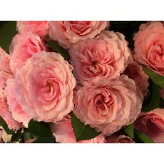 Myra's Pink 40 cm 