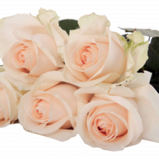 Magic Avalanche 2 Magic Avalanche 2