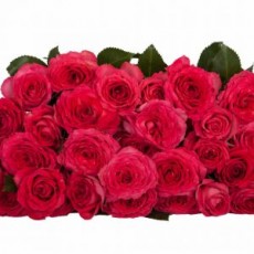 Bellalinda Cerise 2