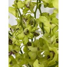 Dendrobium Orchid - Green