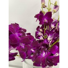 Dendrobium Orchid - Purple 
