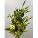 Lisianthus - Light Yellow / Standard 