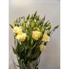Lisianthus - Light Yellow / Standard 