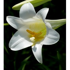 Lily - Longiflorum White 1 Bud G-Collection Lily - Longiflorum White 1 Bud G-Collection