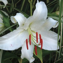 Lily - Asiflorum White 3-5 Bud 