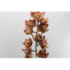 Cymbidium - Mighty Brown 50cm 